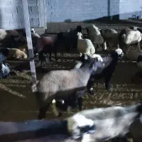 بره پروار