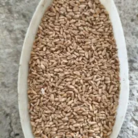جو و گندم شمال با کیفیت و مقوی