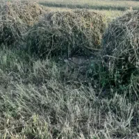 یونجه چین ۲ مخصوص بره