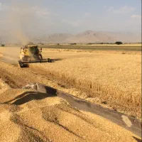 زمین کشاورزی
