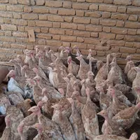 جوجه‌بوغلمون‌بربن|حیوانات مزرعه|تربت‌حیدریه, حسنی بالا|دیوار
