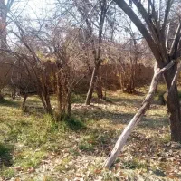 چوب خشک ضایعات باغ