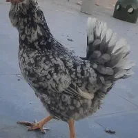 ۵عددمرغ گلین تخم گذار