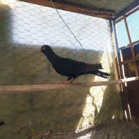 پلاکی سیاه ماده