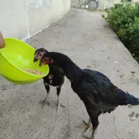 جوجه لاری