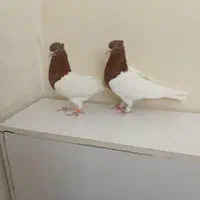 کبوتر کله سرخ وزرد وسیاه وسبز وطوقی کلکسیونی