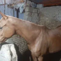 خریدار  مادیان  عرب   سن  بالا
