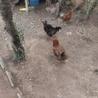 مرغ