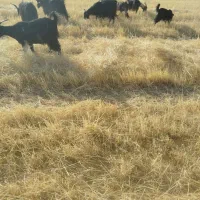 بز کهره دار