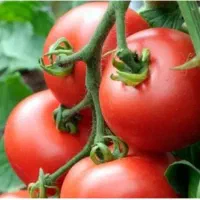 گوجه فرنگی درجه یک ارگانیک بدون سم پاشی درگلبهار