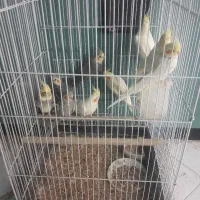 ۹عدد عروس هلندی