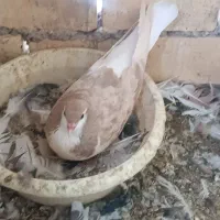 چندعدد کبوتر