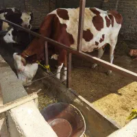 گوساله های سیمینتال بهترین جنس