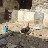 بقلمون ماده