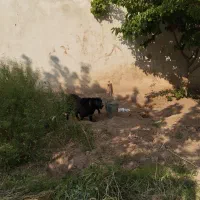 سگ نگهبان حرس بالا