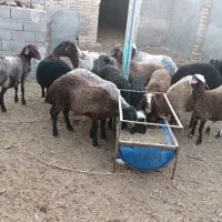بره ماده فروشی