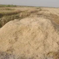 کاه امسال