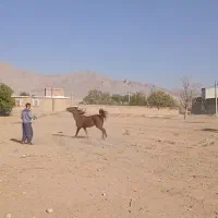 اسب مادیون
