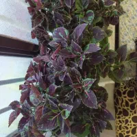 گل طبیعی ۴تاگلدون بیشتر نمونده بدو تا نبردنشون|گل و گیاه طبیعی|یاسوج, |دیوار