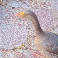 دوعدد غاز نروماده
