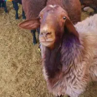 قلم آبی شکم خالی/بضمانت نصفه گوشت/* گوسفند