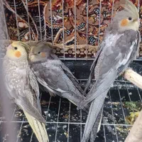 فروش جوجه عروس هلندی