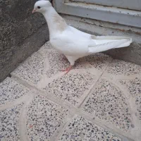 کبوتر طوقی