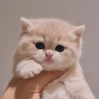 بچه گربه بریتیش صورت خرسی رنگ خاص