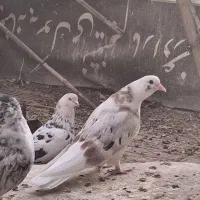 کفتر هما سرور پرشی