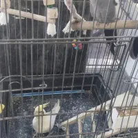مرغ عشق و عروس هلندی دست آموز
