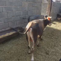 گوساله نر