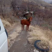 اسب