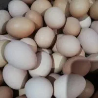 تخم مرغ محلی اصل با پیک رایگان
