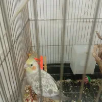 عروس هلندی طاووسی