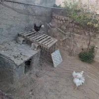 مرغ و خروس