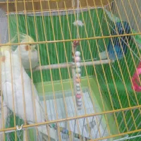 عروس هلندی