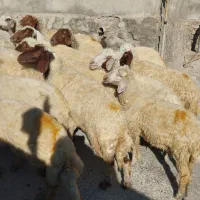 ۲۰ تا گوسفند با بره ۵۵ ملیون ۵ تا زایده
