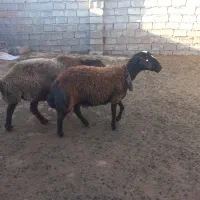میش هترو