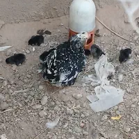 جوجه گلین و مرندی