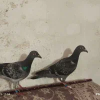 جفت کبوتر پلاکی جوجه.