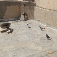 کبوتر پلاکی