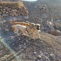 سگ بولی|سگ|بیرجند, |دیوار