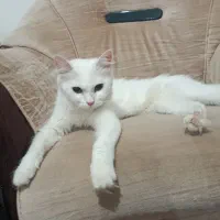 گربه
