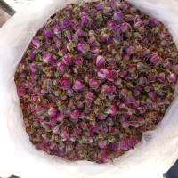 غنچه و گل محمدی سیسخت