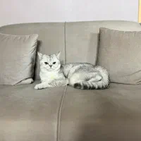 جذب جفت ماده بریتیش
