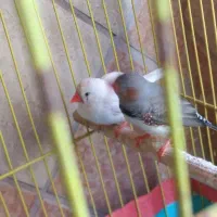 دوتا فنچ با قفس