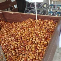 خرما|خوردنی و آشامیدنی|مشهد, راه آهن|دیوار
