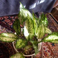 اگلوما بزرگ با گلدان وخاک مناسب