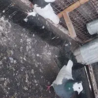 کبوتر جفتگاه و هوایی