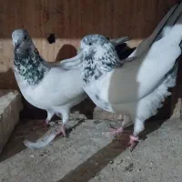 یک جفت کله ای